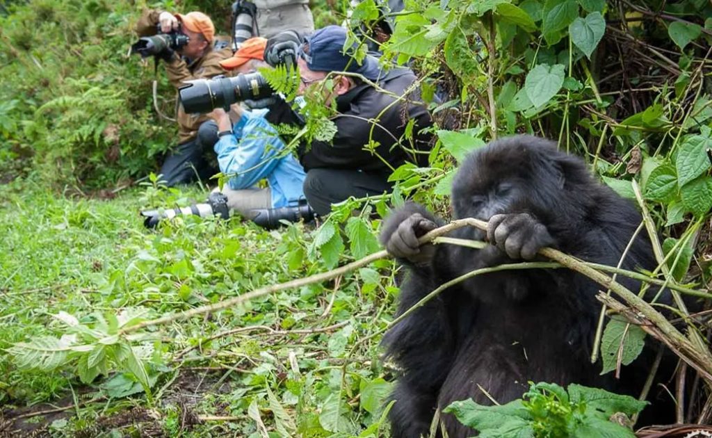 Which Country Is Better for Gorilla Trekking: Uganda or Rwanda? | Which Country Has More Gorillas?