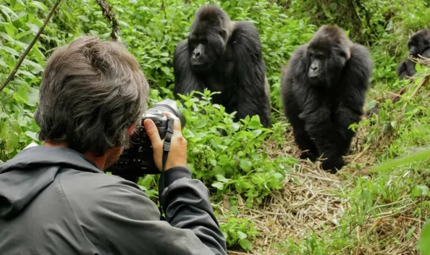 Luxury Gorilla Trekking Rwanda