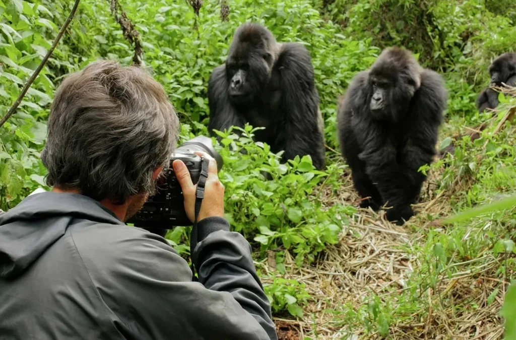 Luxury Gorilla Trekking Rwanda