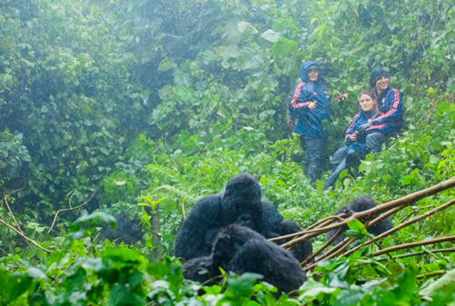 Is Gorilla Trekking Worth the Money?