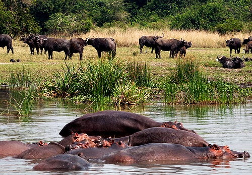 Uganda Safari Travel Guide