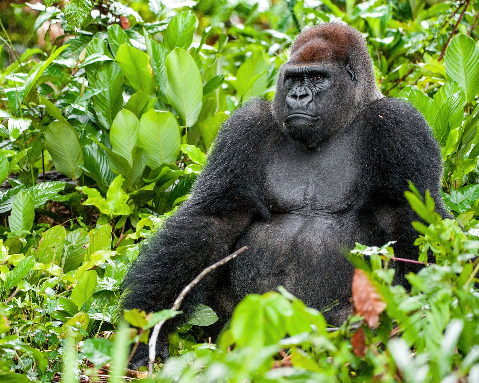 Western Lowland Gorilla Population — The Hidden Crisis