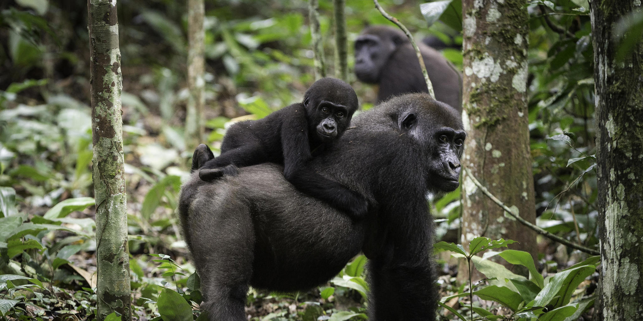Is Gorilla Trekking Worth It?