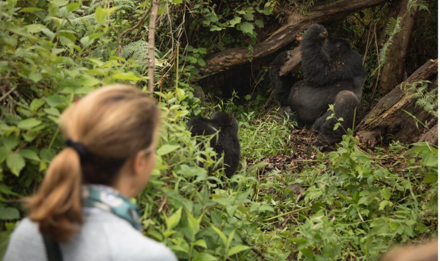 Is Gorilla Trekking Safe?