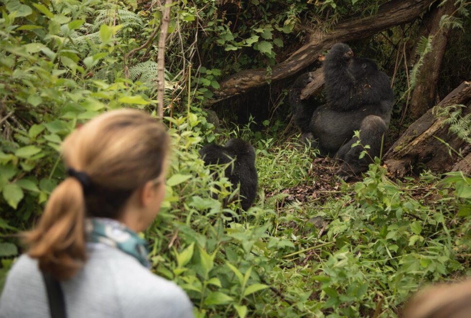 Is Gorilla Trekking Safe?