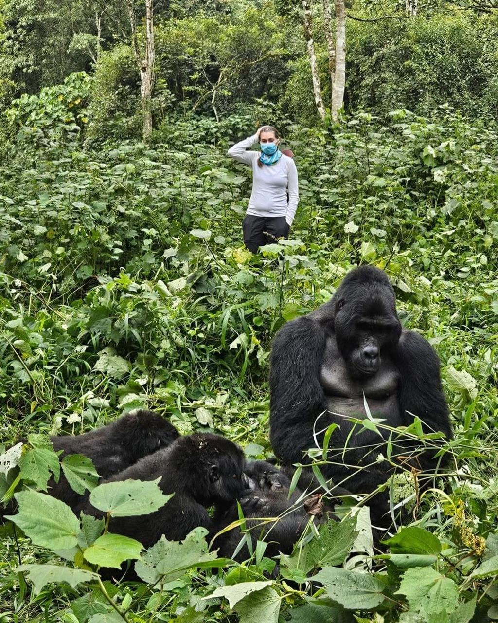 Which Country Is Better for Gorilla Trekking: Uganda or Rwanda? | Where Can You See Mountain Gorillas?