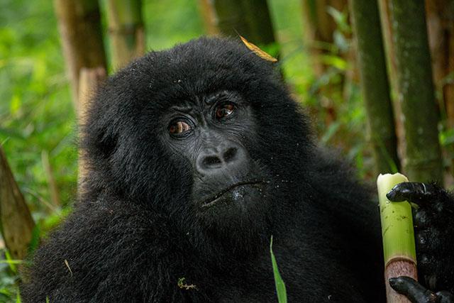 Uganda vs Rwanda Gorilla Trekking: Full Comparison Table