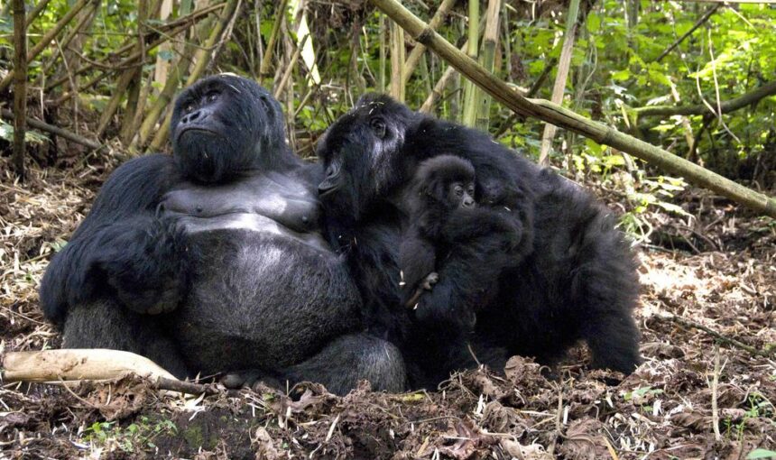 Uganda Gorilla Trekking Tours