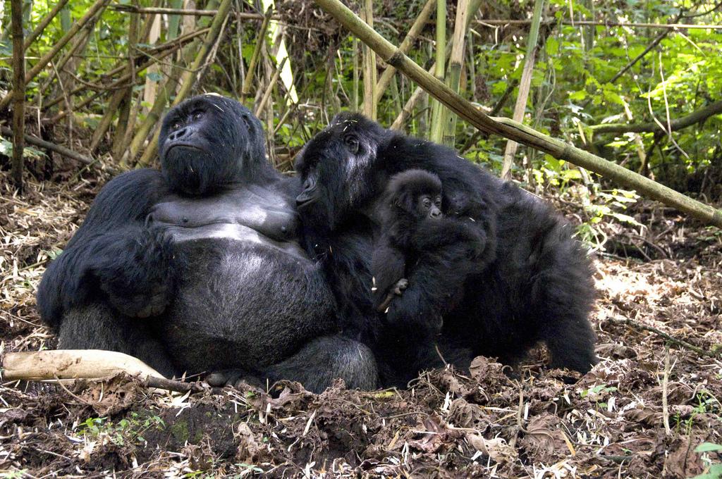 Uganda Gorilla Trekking Tours