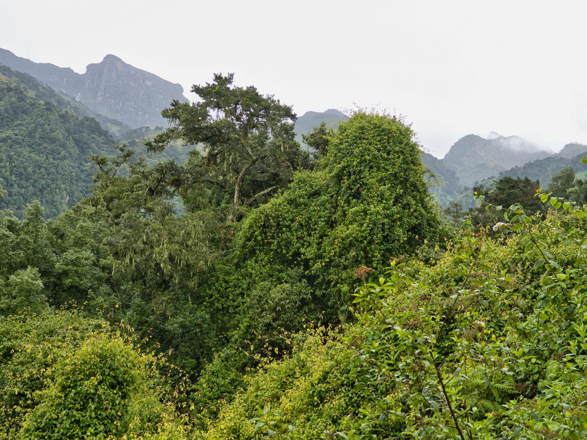 Why Are Mountain Gorillas Endangered?