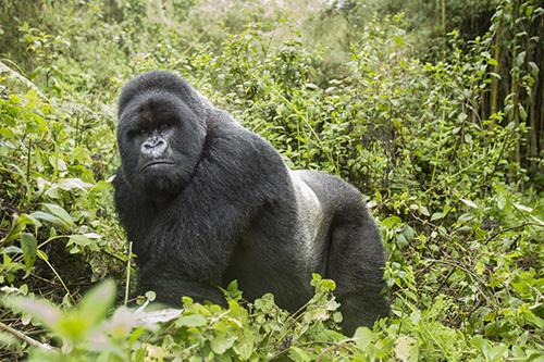 Which Country Is Better for Gorilla Trekking: Uganda or Rwanda?