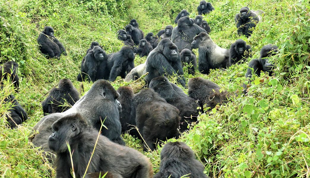 Best Time for Gorilla Trekking in Bwindi Impenetrable Forest