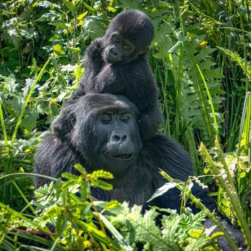 12 Days Uganda Lake Victoria and Gorilla Safari