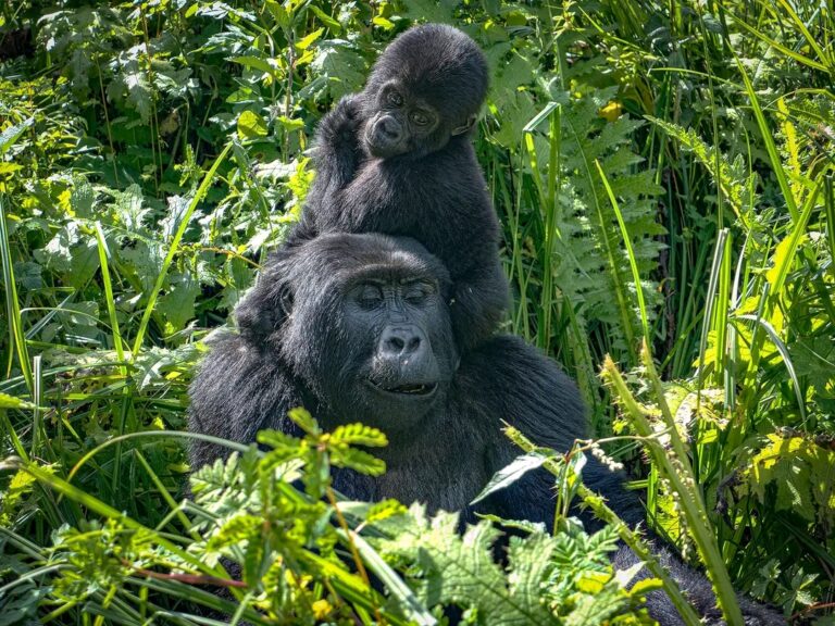 12 Days Uganda Lake Victoria and Gorilla Safari
