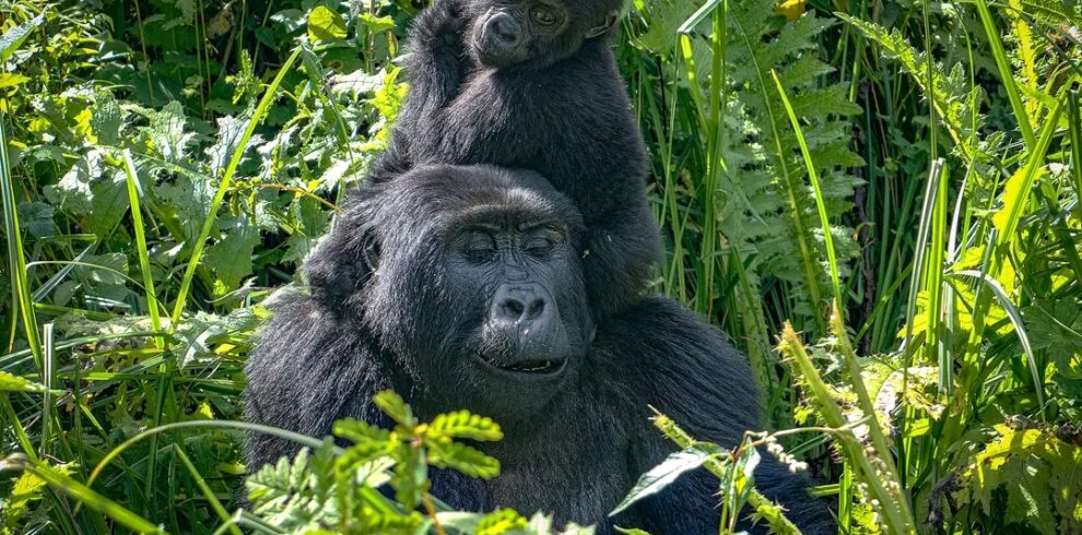 12 Days Uganda Lake Victoria and Gorilla Safari
