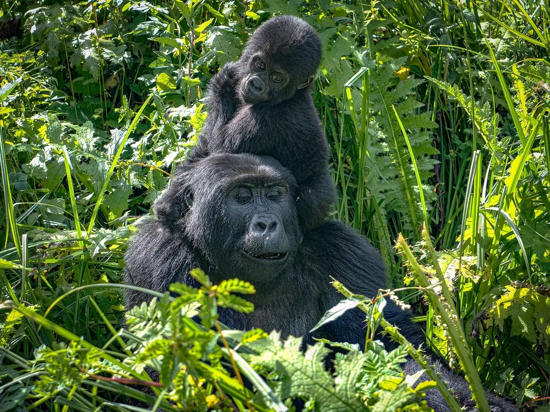 12 Days Uganda Lake Victoria and Gorilla Safari
