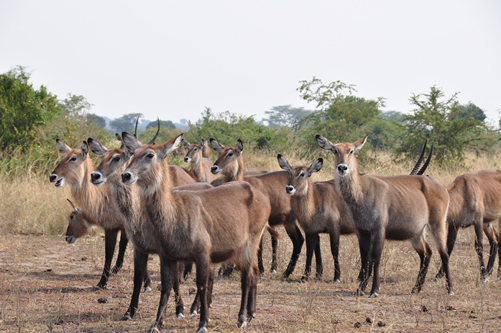 12 Days Uganda Lake Victoria and Gorilla Safari