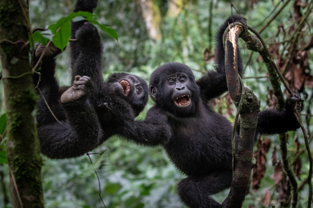 Gorilla Trekking Fitness Level