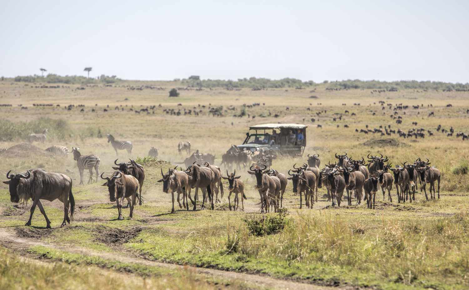 3 Days Maasai Mara Kenya Wildlife Safari
