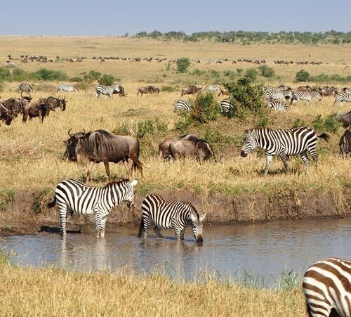 3 Days Maasai Mara Kenya Wildlife Safari