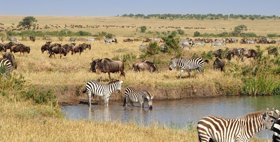 3 Days Maasai Mara Kenya Wildlife Safari