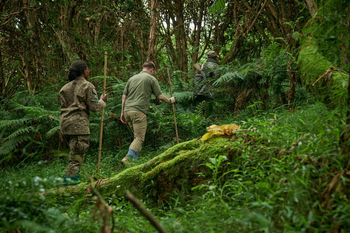 What Happens During Gorilla Trekking | The Hike – Finding the Gorillas