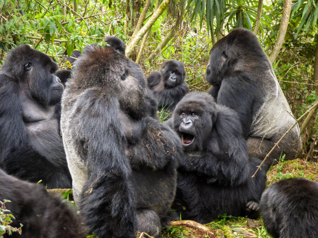 How Many Silverback Gorillas Are Left? Population Breakdown 2026