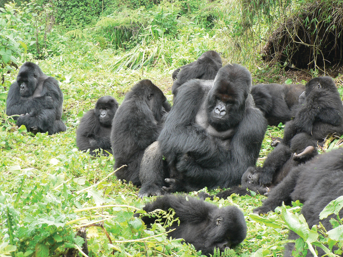 Where to See Endangered Silverback Gorillas in the Wild