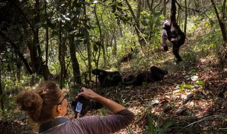 What Happens During Gorilla Trekking