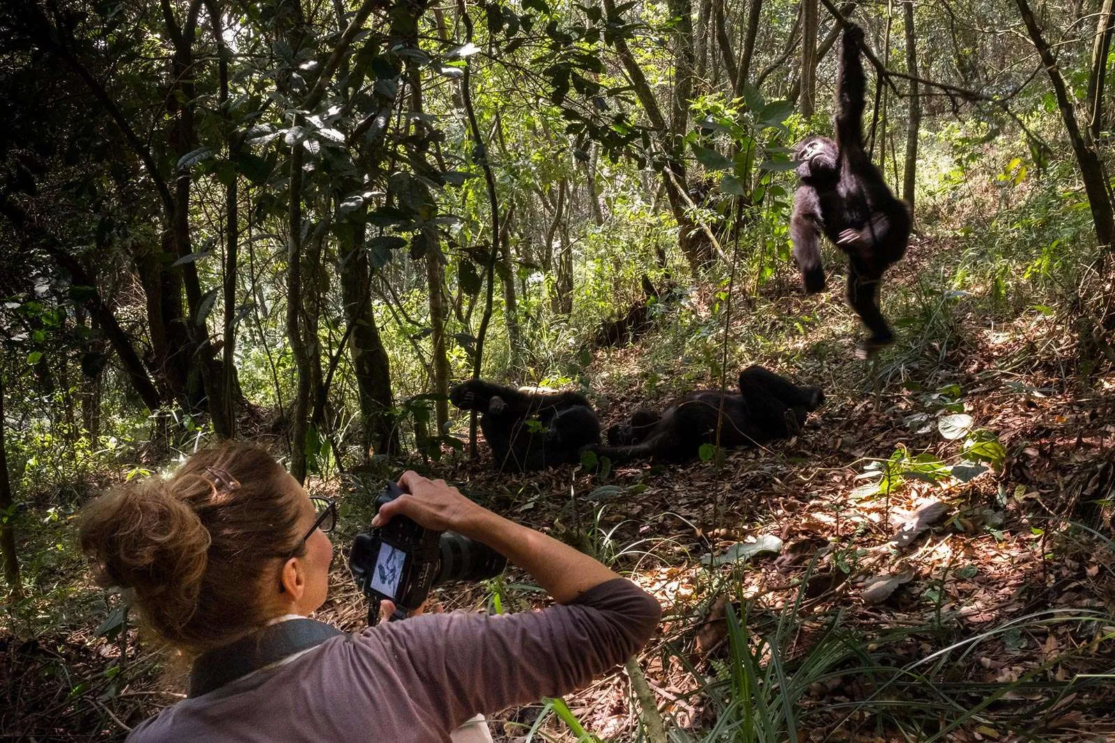 What Happens During Gorilla Trekking What Happens During Gorilla Trekking? What to Expect