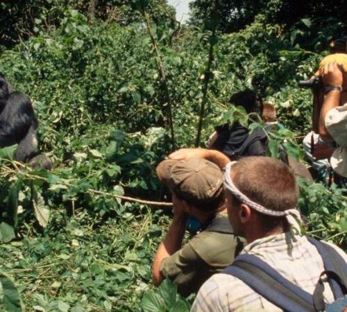 10 Days Uganda Rwanda Gorilla Safaris