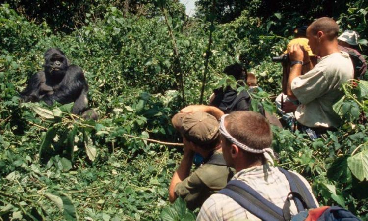 What Happens During Gorilla Trekking What Happens During Gorilla Trekking? What to Expect