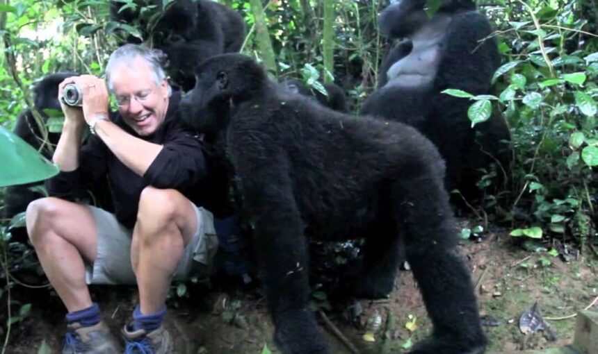 Gorilla Habituation Experience