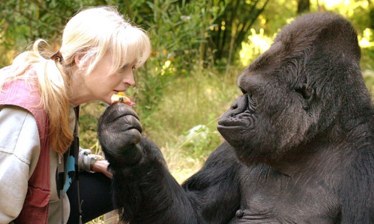 What is the Gorilla Habituation Experience?