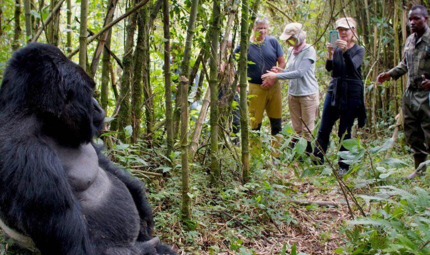 How Close Can You Get to Gorillas