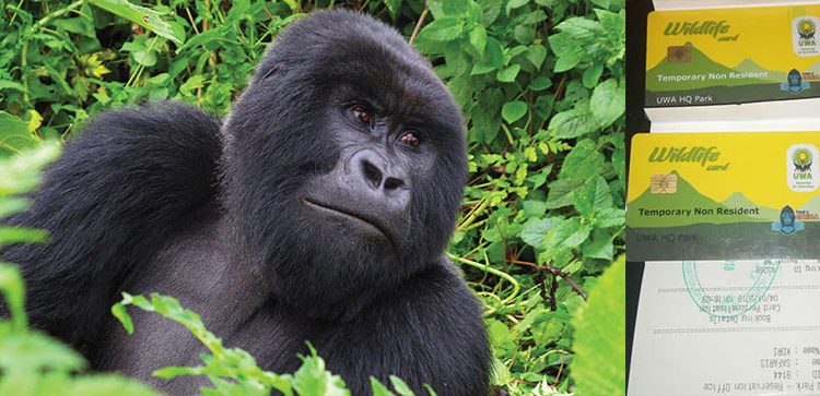 Gorilla Trekking Permit Explained in Uganda