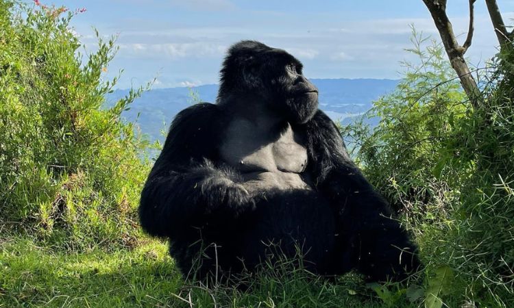 Gorilla Permit Costs and How to Book