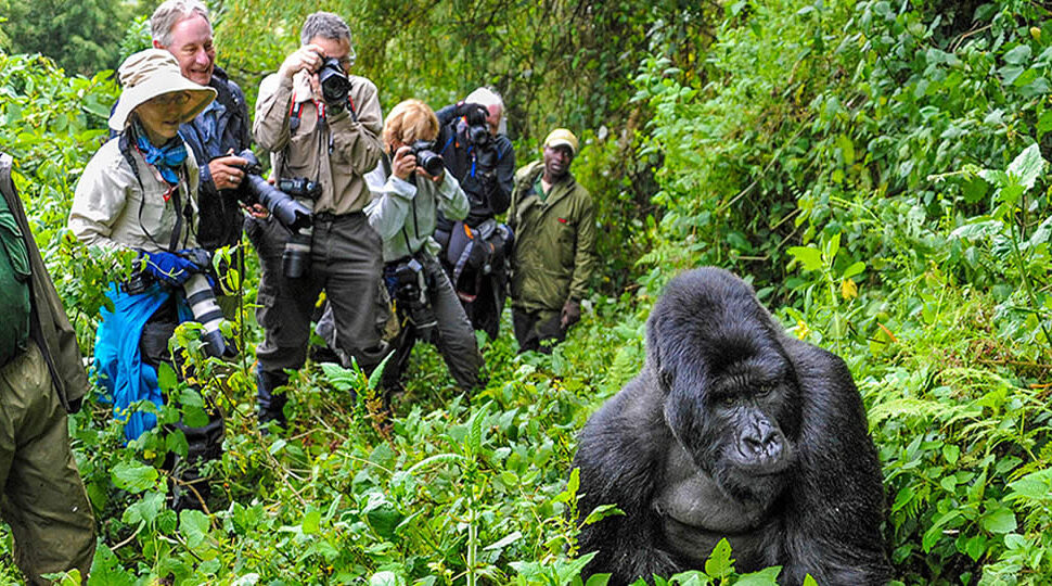Gorilla Trekking Fitness Level