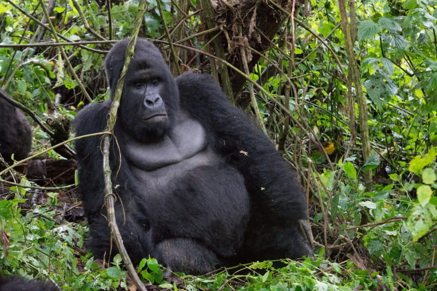 Mountain Gorilla Population — The Greatest Conservation Success Story