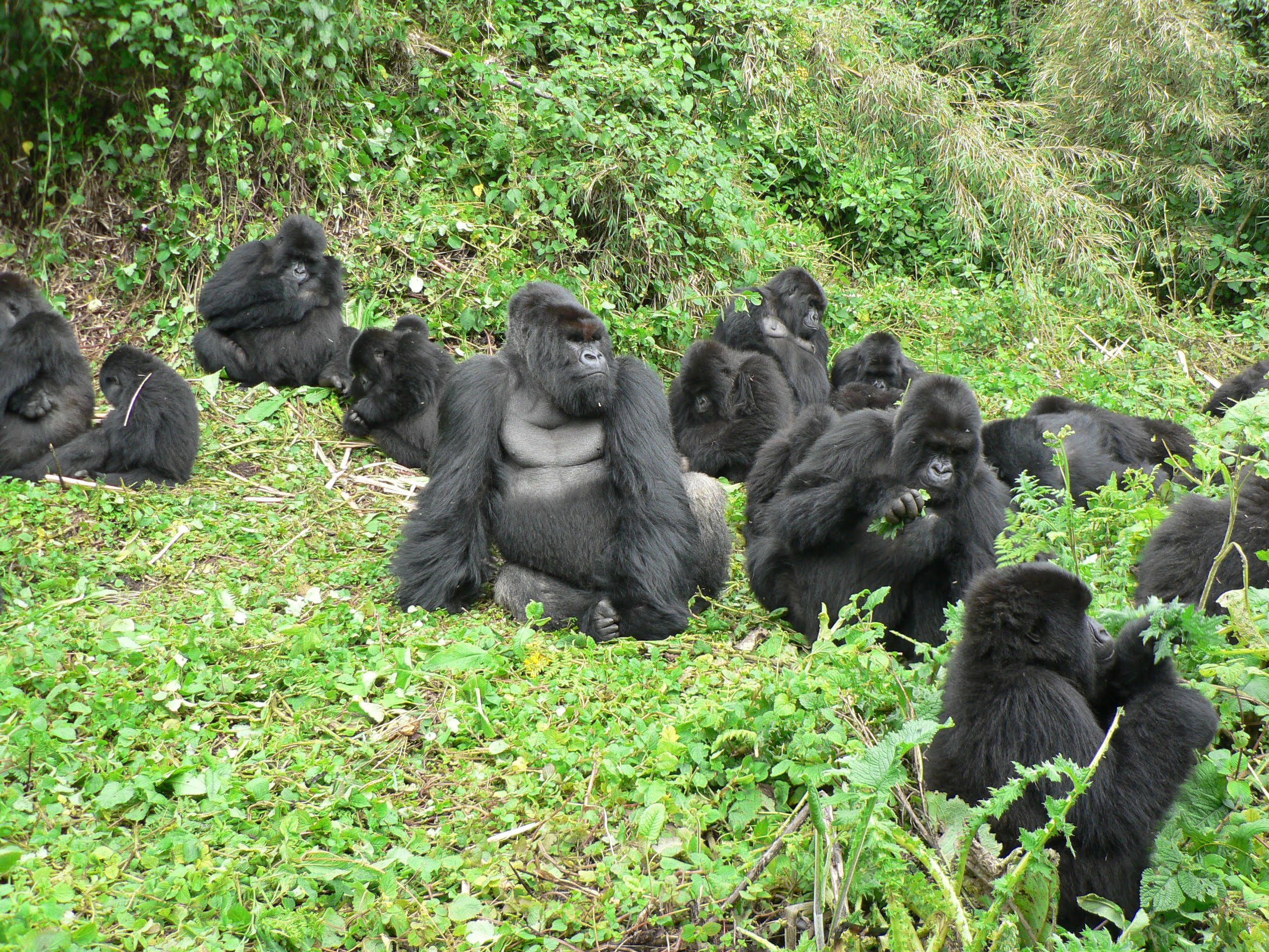 Gorilla Trekking Common Packing Mistakes