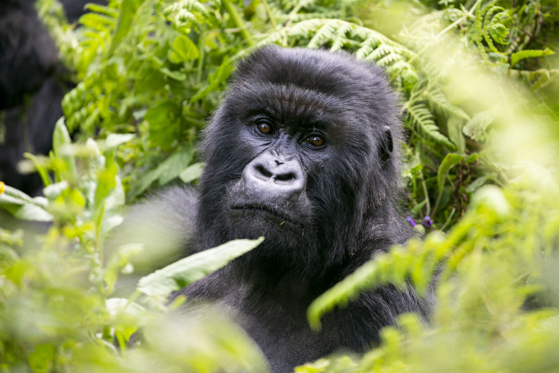 How Gorilla Trekking Helps Protect Gorillas