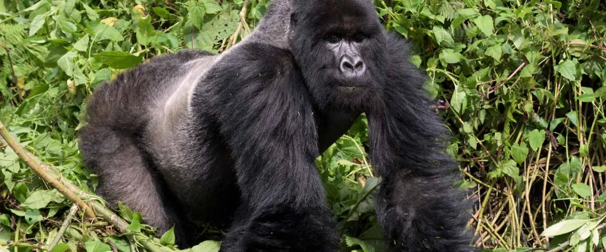 Why Gorilla Permits Cost What They Do