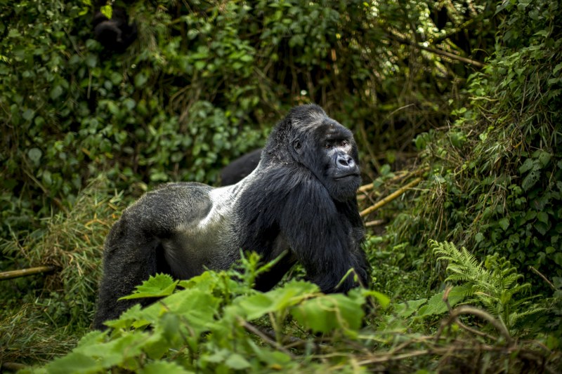 where to see silverback gorillas in africa
