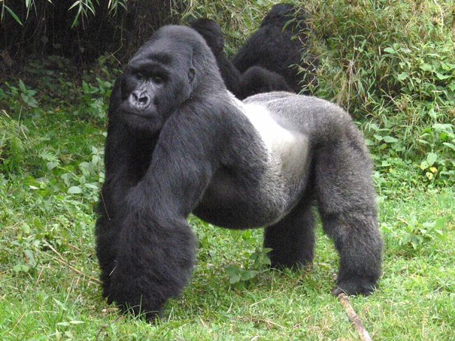 Why Are Silverback Gorillas So Big?