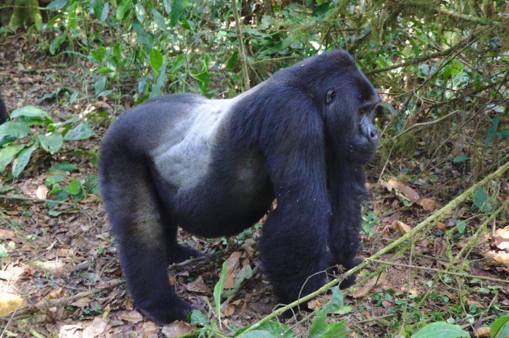 What Do Silverback Gorillas Eat to Grow So Large?