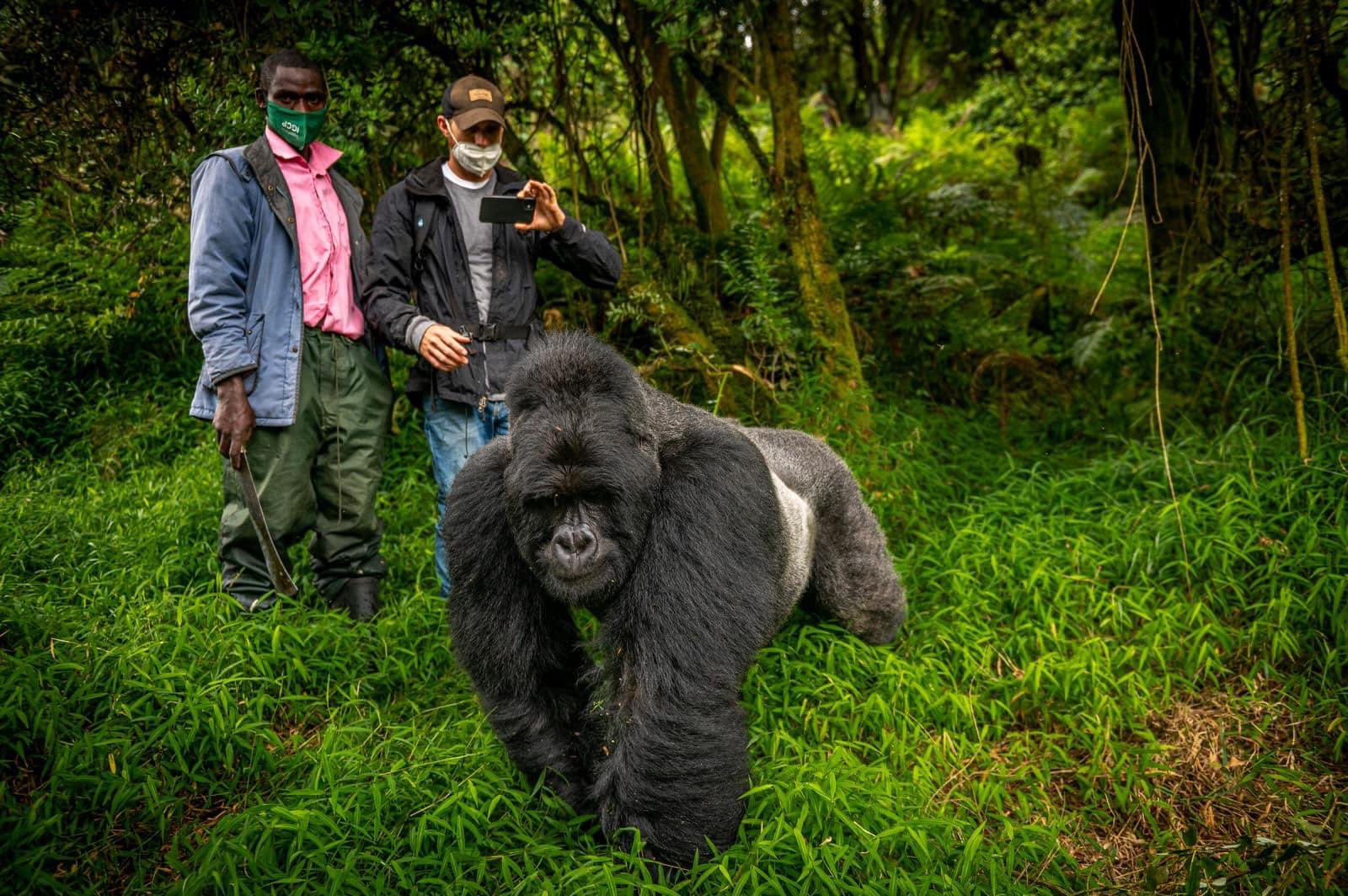 What Is a Gorilla Trekking Permit?