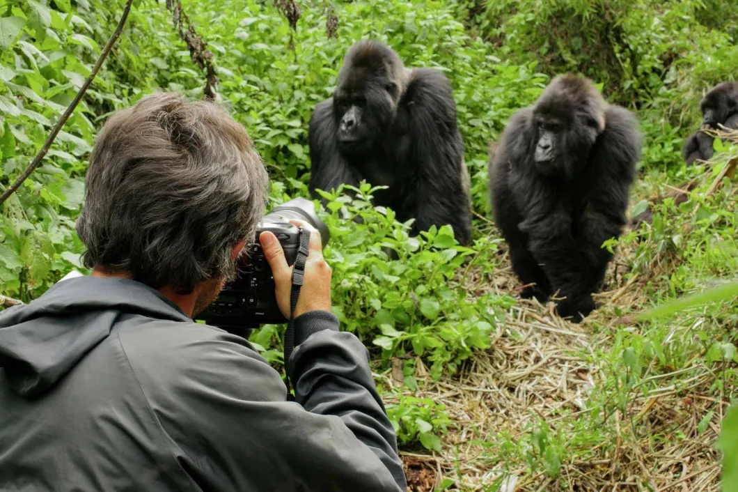 10 Days Uganda Rwanda Gorilla Safaris