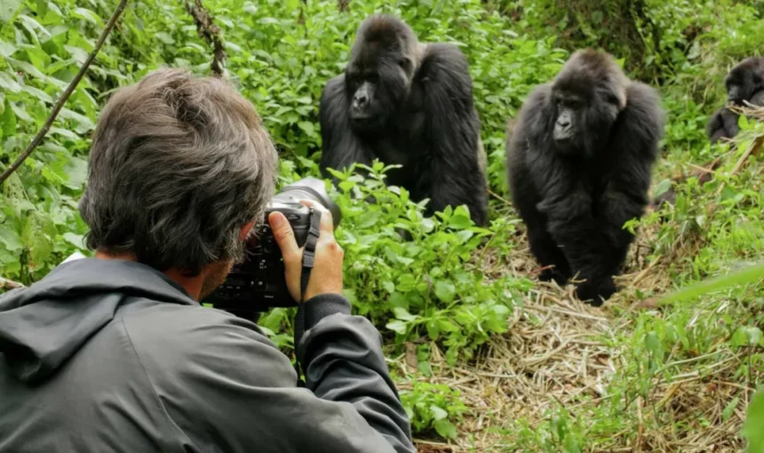 Can Seniors Do Gorilla Trekking