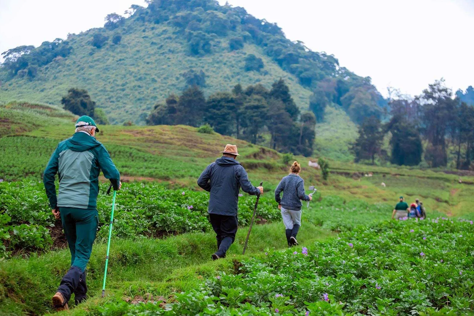 Best Gorilla Trekking Packages