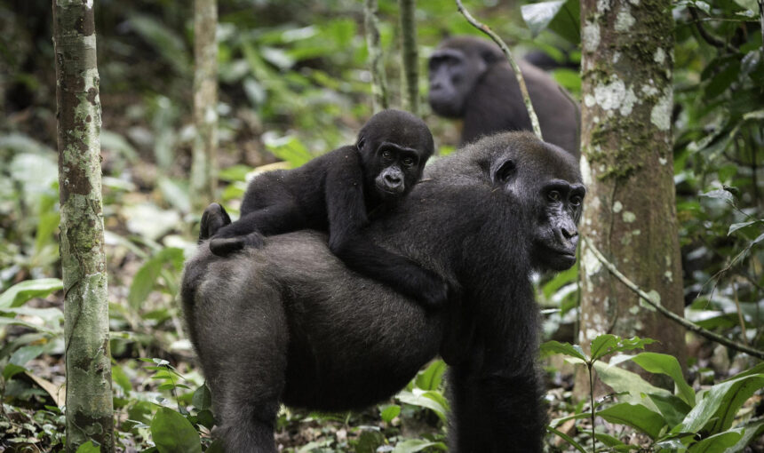 How Much Does Gorilla Trekking Cost